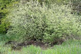 Attēlu rezultāti vaicājumam “Salix cinerea”