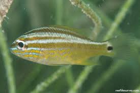 Image result for Haemulon plumierii