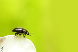 Attēlu rezultāti vaicājumam “Meligethes sp.”