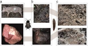 Attēlu rezultāti vaicājumam “Necrodes littoralis”