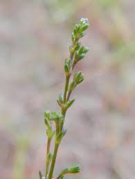 Attēlu rezultāti vaicājumam “Sagina nodosa”