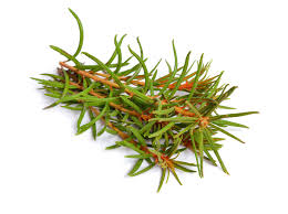 Attēlu rezultāti vaicājumam “Ledum palustre leaf”