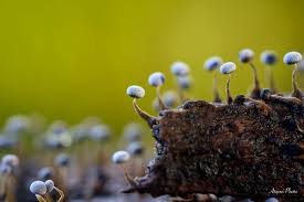 Attēlu rezultāti vaicājumam “Arrhenia spatulata”