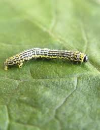 Attēlu rezultāti vaicājumam “Abraxas sylvata imago”