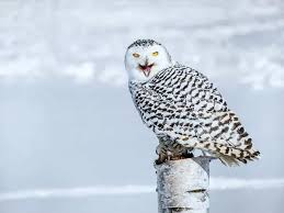 Image result for Bubo scandiacus