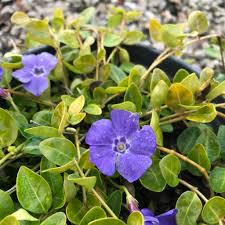 Attēlu rezultāti vaicājumam “Vinca minor flower”
