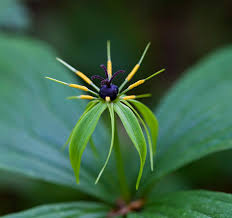 Attēlu rezultāti vaicājumam “Paris quadrifolia”
