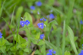 Attēlu rezultāti vaicājumam “Veronica chamaedrys leaf”