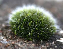 Attēlu rezultāti vaicājumam “Grimmia pulvinata”