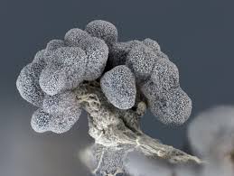 Attēlu rezultāti vaicājumam “Physarum obscurum”