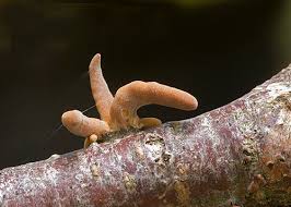 Attēlu rezultāti vaicājumam “Macrotyphula fistulosa var. contorta”