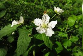 Image result for Rosengewächse