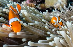 Image result for sea Anemone