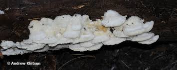 Attēlu rezultāti vaicājumam “Postia fragilis”