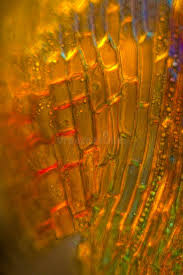 Attēlu rezultāti vaicājumam “Dicranum flagellare”