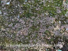 Attēlu rezultāti vaicājumam “Peltigera extenuata”