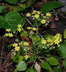 Image result for Aichryson