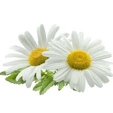 Image result for Matricaria recutita (chamomilla)