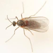 Attēlu rezultāti vaicājumam “Harmandia”