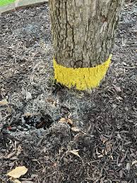 Attēlu rezultāti vaicājumam “Stemonitis marjana macro”