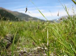 Attēlu rezultāti vaicājumam “Carex capillaris fruit”
