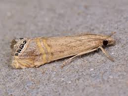 Attēlu rezultāti vaicājumam “Crambus heringiellus”