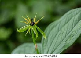 Attēlu rezultāti vaicājumam “Paris quadrifolia”