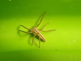 Attēlu rezultāti vaicājumam “Tibellus oblongus”