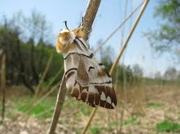 Attēlu rezultāti vaicājumam “Endromis versicolora”