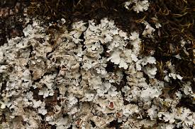 Attēlu rezultāti vaicājumam “Parmelina tiliacea”