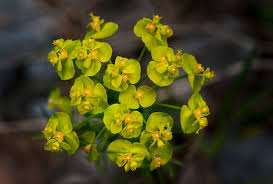 Attēlu rezultāti vaicājumam “Euphorbia cyparissias flower”