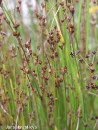 Attēlu rezultāti vaicājumam “Juncus gerardii leaf”