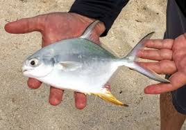 Image result for Trachinotus falcatus