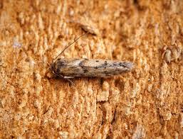 Attēlu rezultāti vaicājumam “Donacaula mucronella”