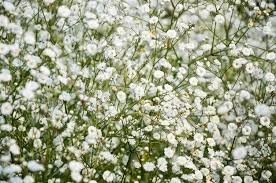 Attēlu rezultāti vaicājumam “Gypsophila paniculata leaf”
