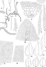 Attēlu rezultāti vaicājumam “Leskea polycarpa”