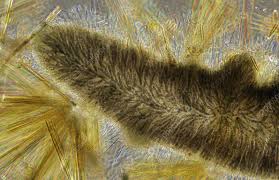 Attēlu rezultāti vaicājumam “Batrachospermum moniliforme”