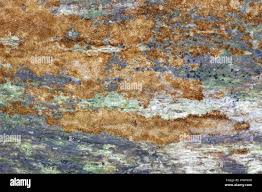 Attēlu rezultāti vaicājumam “Phellinus ferruginosus”