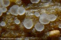 Attēlu rezultāti vaicājumam “Hyaloscypha hyalina”