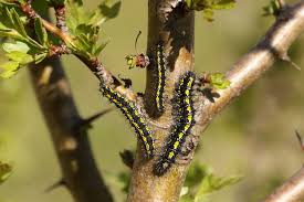 Attēlu rezultāti vaicājumam “Callimorpha dominula larva”