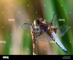 Attēlu rezultāti vaicājumam “Libellula depressa male”