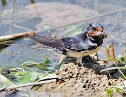 Attēlu rezultāti vaicājumam “Hirundo rustica nest”