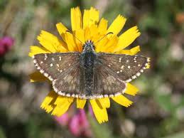 Attēlu rezultāti vaicājumam “Pyrgus alveus upperside”
