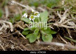 Attēlu rezultāti vaicājumam “Erophila verna leaf”