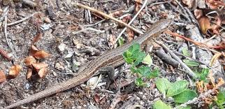 Attēlu rezultāti vaicājumam “Lacerta vivipara”