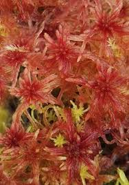 Attēlu rezultāti vaicājumam “Sphagnum capillifolium”