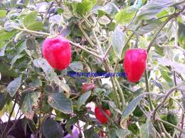 Afbeeldingsresultaat voor red rocoto hot pepper
