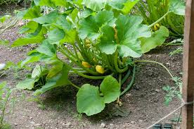 Attēlu rezultāti vaicājumam “Cucurbita pepo fruit”