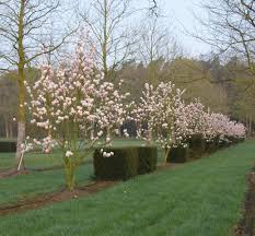 Attēlu rezultāti vaicājumam “Magnolia x soulangeana”