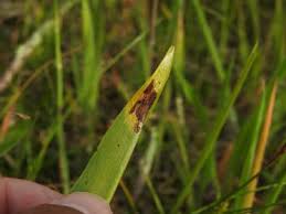 Attēlu rezultāti vaicājumam “Puccinia sessilis”